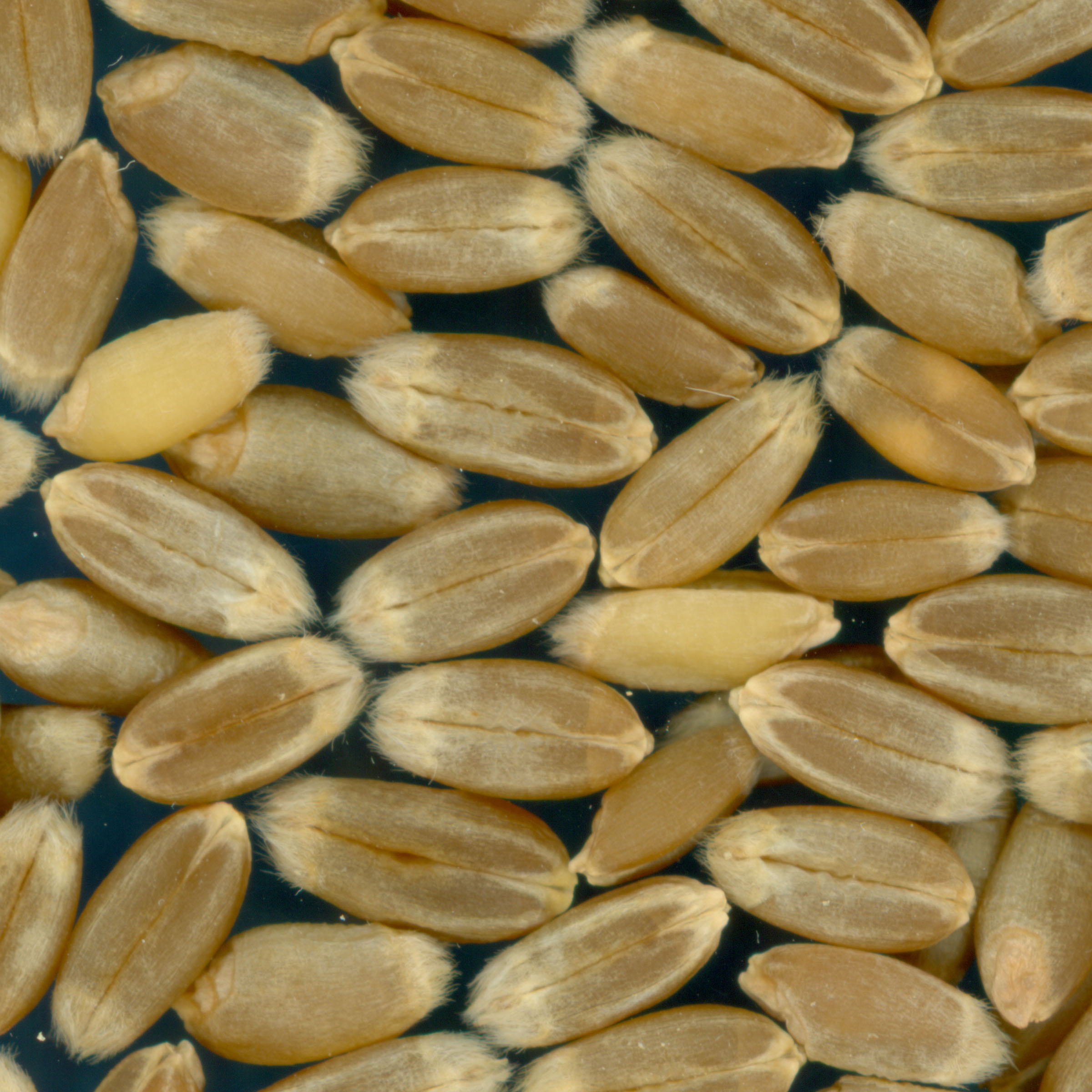 KERNELS